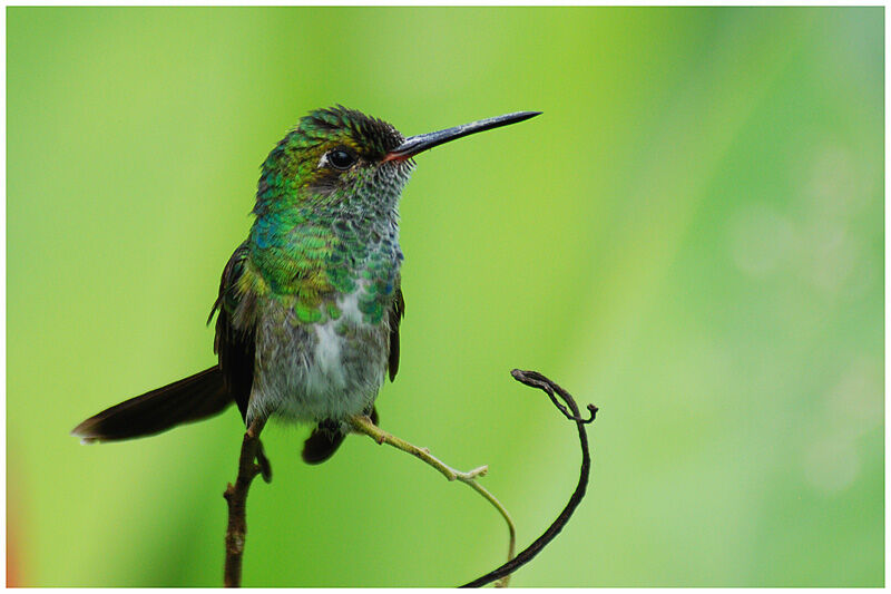 Glittering-throated Emeraldadult