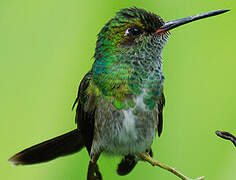 Glittering-throated Emerald