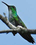 Plain-bellied Emerald