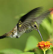 Plain-bellied Emerald