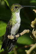 Plain-bellied Emerald