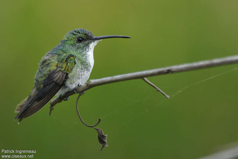 Plain-bellied Emeraldadult, identification