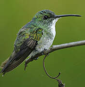 Plain-bellied Emerald