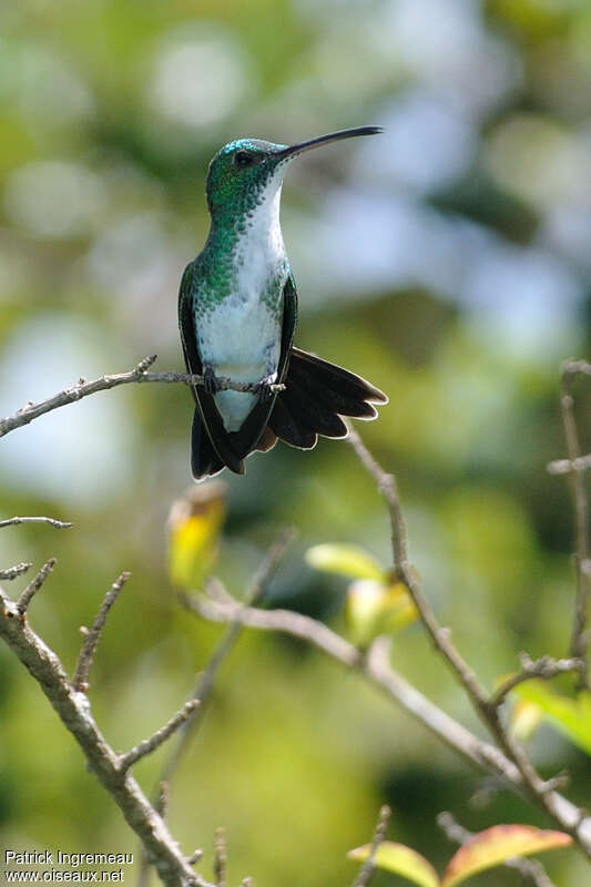 Plain-bellied Emeraldadult, Behaviour