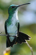 Plain-bellied Emerald