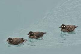 Harlequin Duck