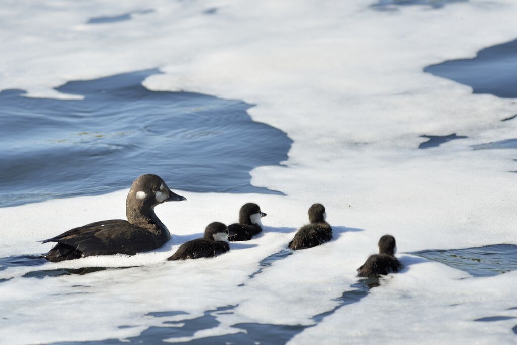 Harlequin Duck