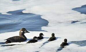 Harlequin Duck