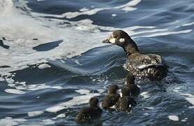 Harlequin Duck