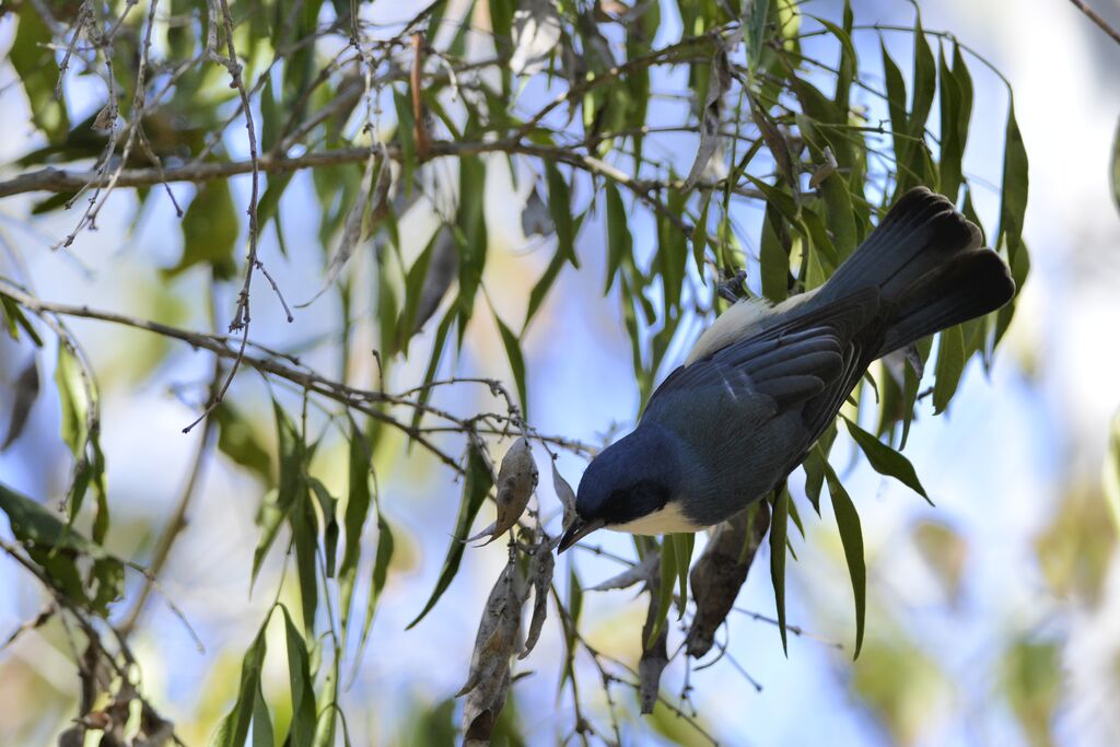 Madagascar Blue Vanga male adult