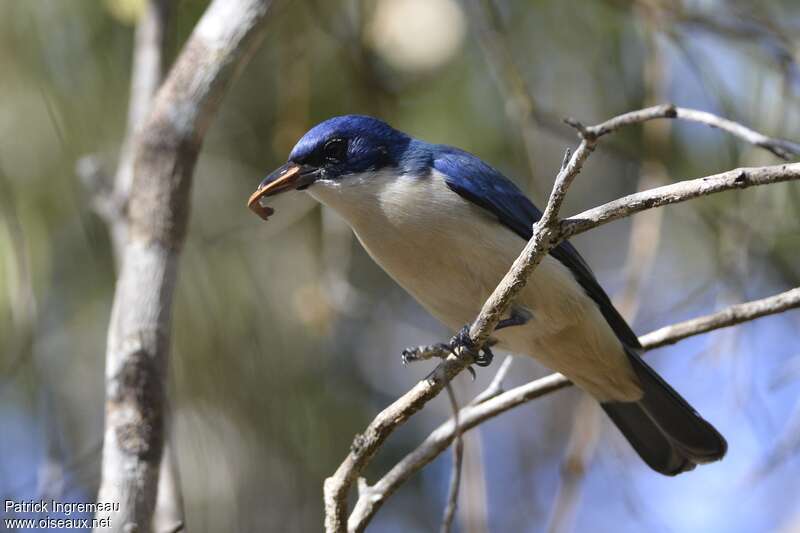 Blue Vanga male adult, feeding habits