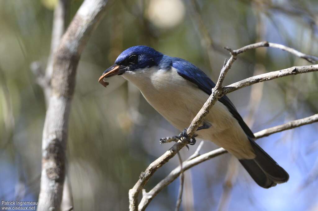 Madagascar Blue Vanga male adult, feeding habits