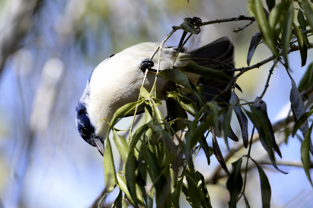 Blue Vanga male adult