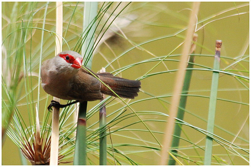 Common Waxbilladult breeding