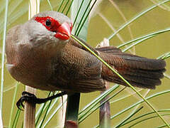 Common Waxbill