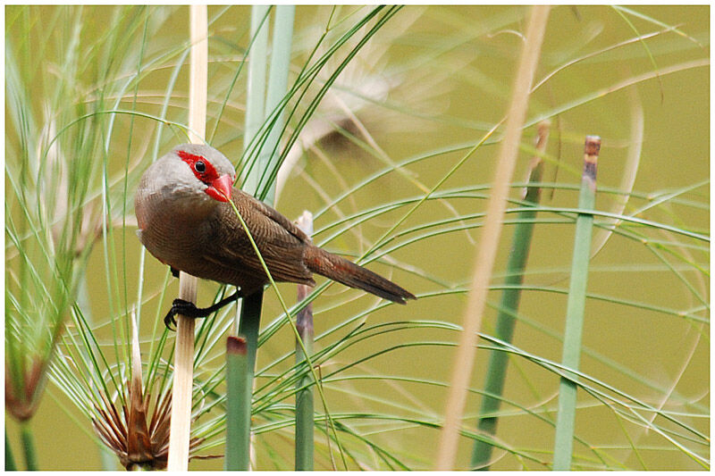 Common Waxbilladult breeding