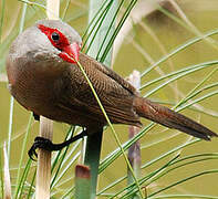 Common Waxbill