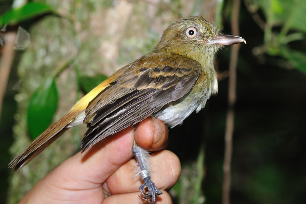 Bright-rumped Attilaadult