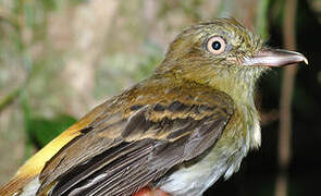 Bright-rumped Attila