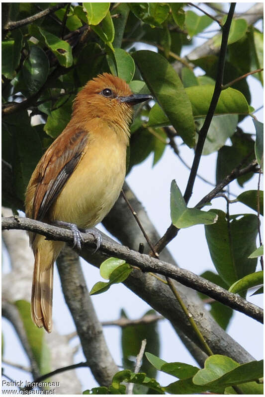 Cinnamon Attilaadult, identification