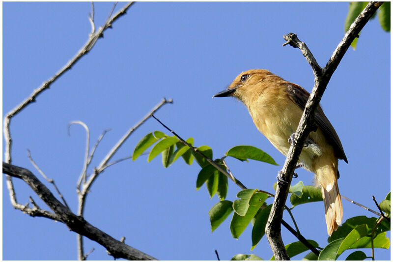 Cinnamon Attilaadult