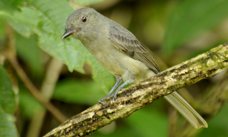 Greyish Mourner