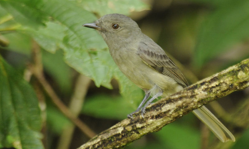 Greyish Mourneradult