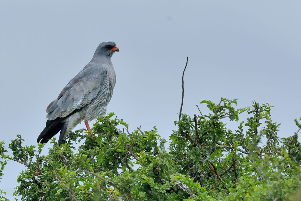 Pale Chanting Goshawkadult