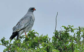 Pale Chanting Goshawk