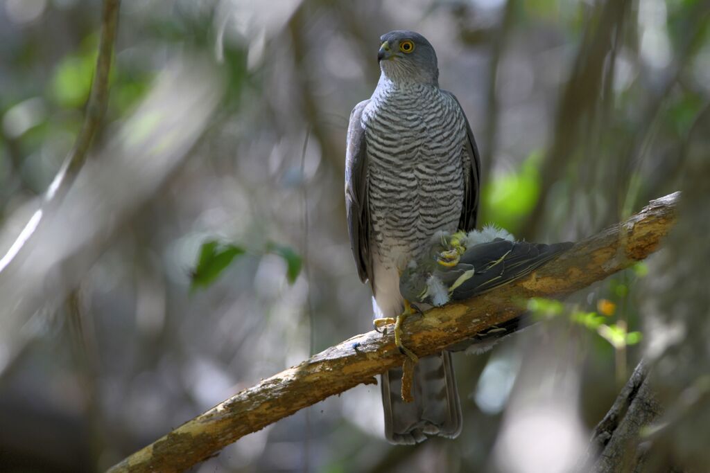 Henst's Goshawkadult