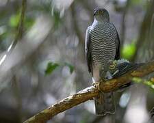 Henst's Goshawk