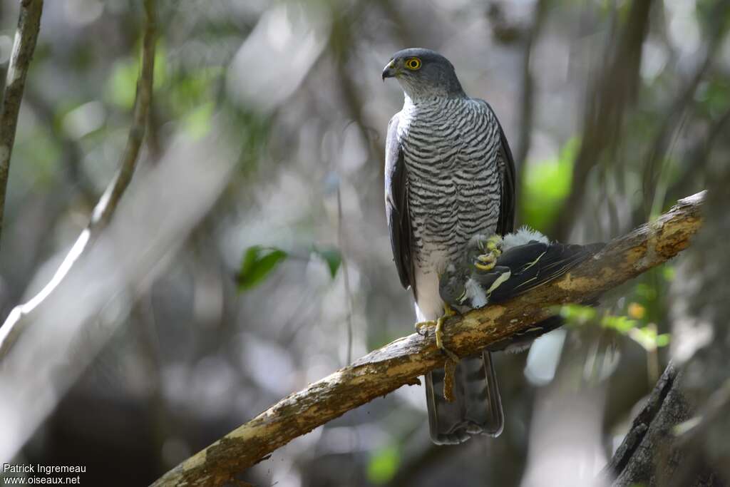 Henst's Goshawkadult, identification