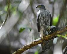 Henst's Goshawk