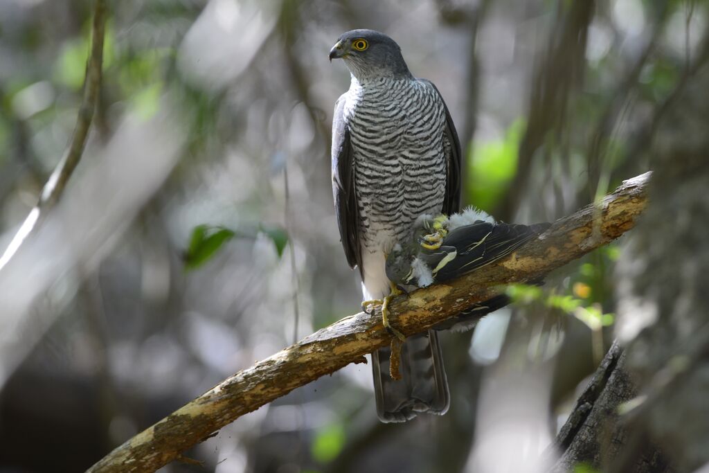 Henst's Goshawkadult, feeding habits, eats