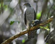 Henst's Goshawk