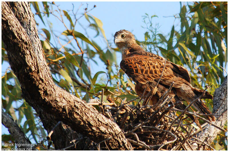 Autour rouge femelle immature