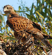 Red Goshawk