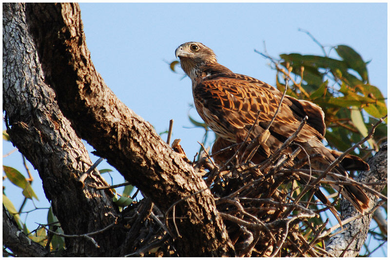 Red Goshawk female adult breeding