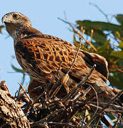 Red Goshawk