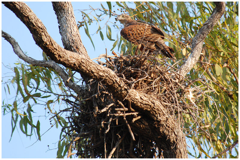 Red Goshawk female adult