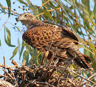 Red Goshawk