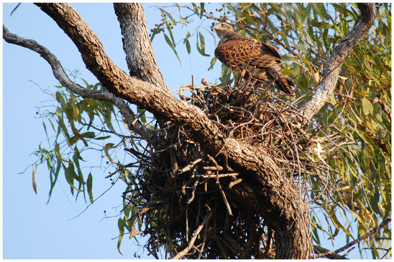 Red Goshawk female adult breeding