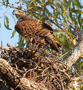 Red Goshawk