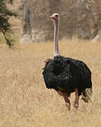 Common Ostrich