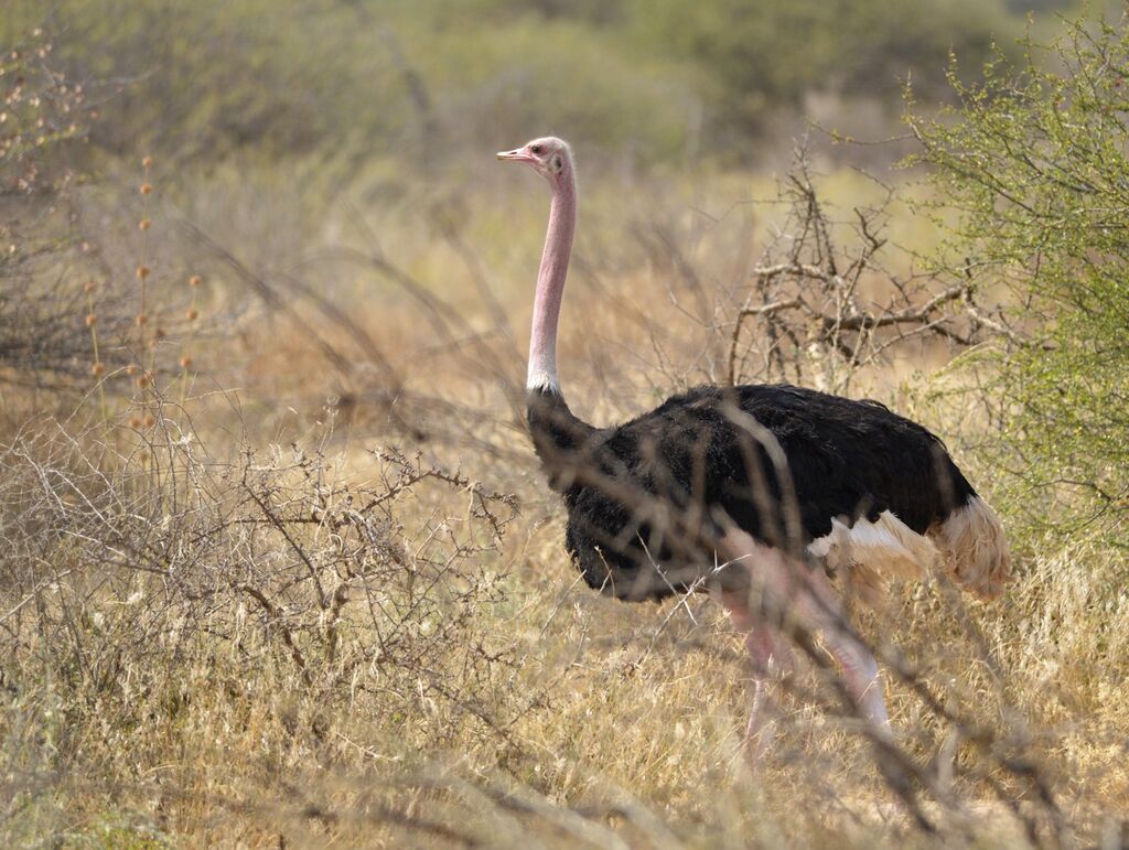 Common Ostrich male adult