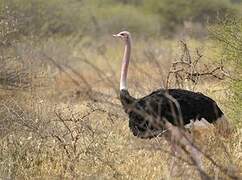 Common Ostrich