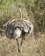 Common Ostrich