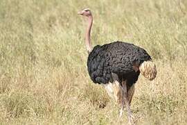 Common Ostrich