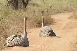 Common Ostrich