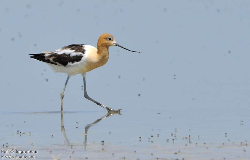 American Avocetadult breeding, identification